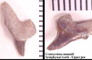 cr-man8a.jpg (9384 bytes)