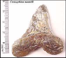 cr_man1a.jpg (9286 bytes)