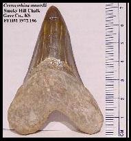 fickcrea.jpg (10303 bytes)