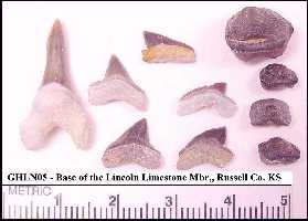 ghln05a.jpg (9395 bytes)