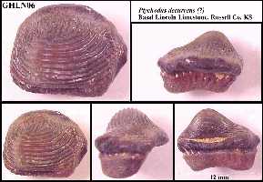 ghln06a.jpg (12056 bytes)