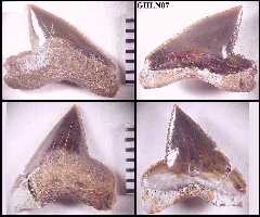 ghln07a.jpg (9281 bytes)