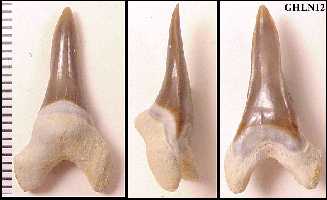 ghln12a.jpg (9234 bytes)