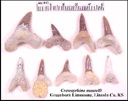 grnhornb.jpg (8045 bytes)