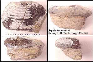 k-shc3a.jpg (13256 bytes)