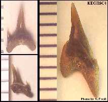 keghsc4a.jpg (6686 bytes)