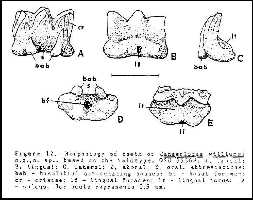 mh1teeta.jpg (11708 bytes)