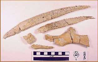 pctena1a.jpg (9596 bytes)