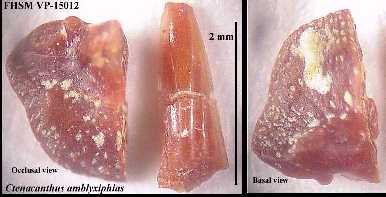 pctena2a.jpg (13671 bytes)