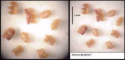 pctena3a.jpg (10698 bytes)