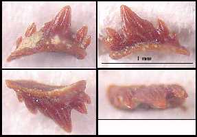 pctena4a.jpg (9269 bytes)