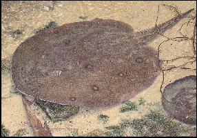 potamota.jpg (20082 bytes)