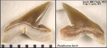 pscoraxa.jpg (22957 bytes)