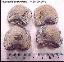 pt-ano1a.jpg (10074 bytes)