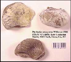 pt-ano2a.jpg (8707 bytes)