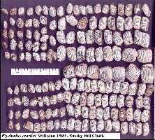 pt-mar1a.jpg (14856 bytes)