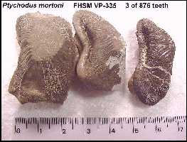 pt-mor1a.jpg (11734 bytes)