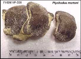 pt-mor2a.jpg (13390 bytes)