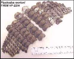 pt-mor3a.jpg (10353 bytes)