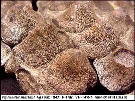 pt-mor4a.jpg (16837 bytes)