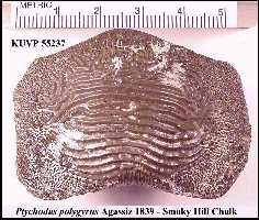 pt-pol1a.jpg (14114 bytes)