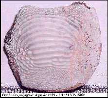 pt-pol2a.jpg (9432 bytes)