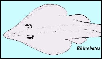 rhinobaa.jpg (11754 bytes)