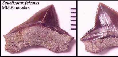 s-falc1a.jpg (15131 bytes)