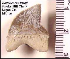 s-kaup1a.jpg (9607 bytes)