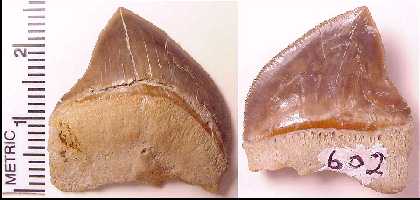 s-pris1a.jpg (13702 bytes)