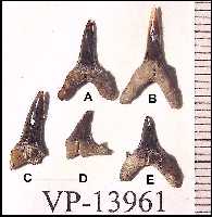 scap1a.jpg (8309 bytes)