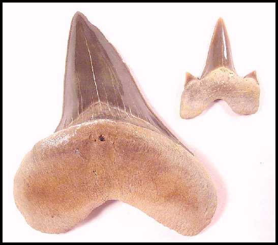 shark001.jpg (24199 bytes)