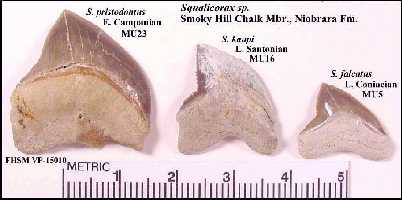 squali1a.jpg (13714 bytes)