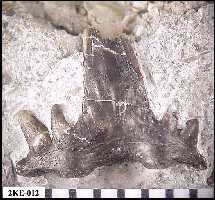 2ke-012a.jpg (11278 bytes)