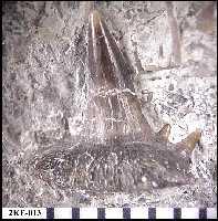 2ke-013a.jpg (10823 bytes)