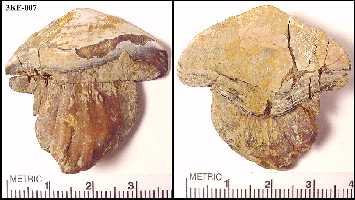 3ke-007a.jpg (14631 bytes)