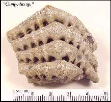 campod1a.jpg (9209 bytes)