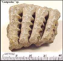 campod3a.jpg (9604 bytes)