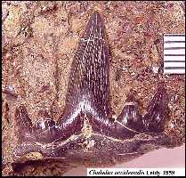 ke-005a.jpg (14182 bytes)