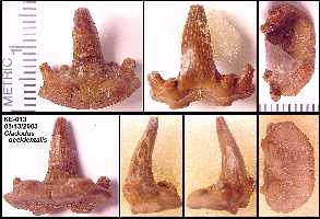 ke-013a.jpg (12962 bytes)