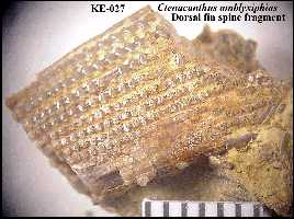 ke-027a.jpg (12045 bytes)