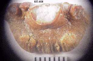 ke-028a.jpg (9697 bytes)