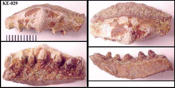 ke-029b.jpg (44886 bytes)