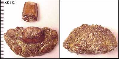 ke-042a.jpg (15473 bytes)