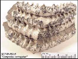 vp55215a.jpg (14199 bytes)