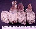 caudal1a.jpg (3921 bytes)