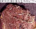 caudal2a.jpg (4920 bytes)