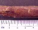 rib01a.jpg (2749 bytes)