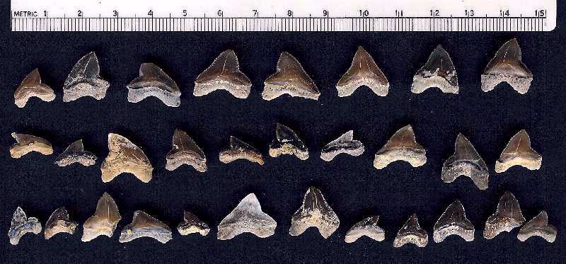 squali2a.jpg (57747 bytes)