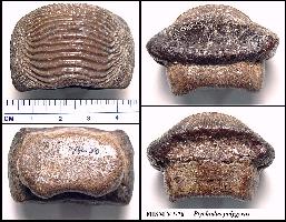 vp-76a.jpg (19243 bytes)